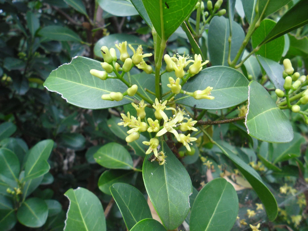 Shrubs Acronychia Imperforata 6 Shrubs Acronychia Imperforata