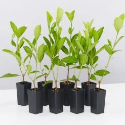 Shrubs Acronychia Imperforata