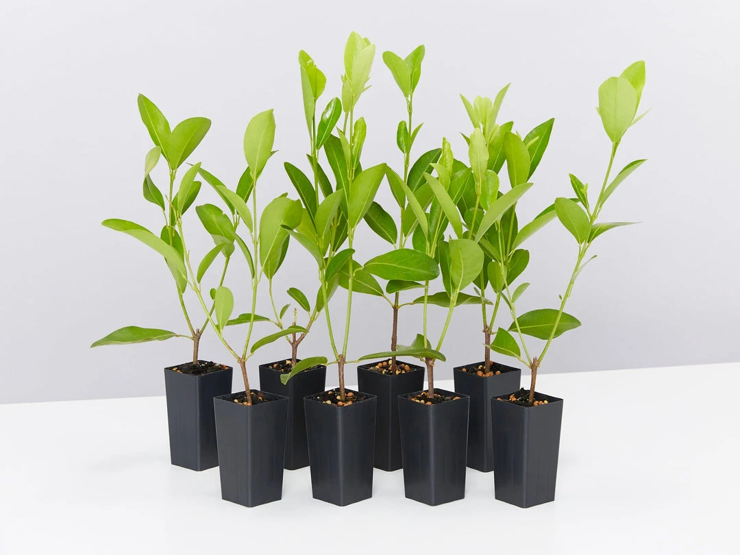 Shrubs Acronychia Imperforata 3 Shrubs Acronychia Imperforata