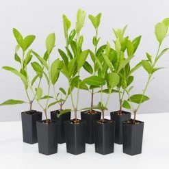 Shrubs Acronychia Imperforata Vista S