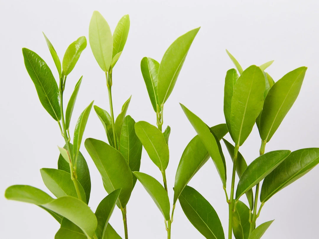 Shrubs Acronychia Imperforata 4 Shrubs Acronychia Imperforata