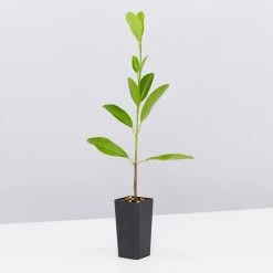 Shrubs Acronychia Imperforata 9 Shrubs Acronychia Imperforata