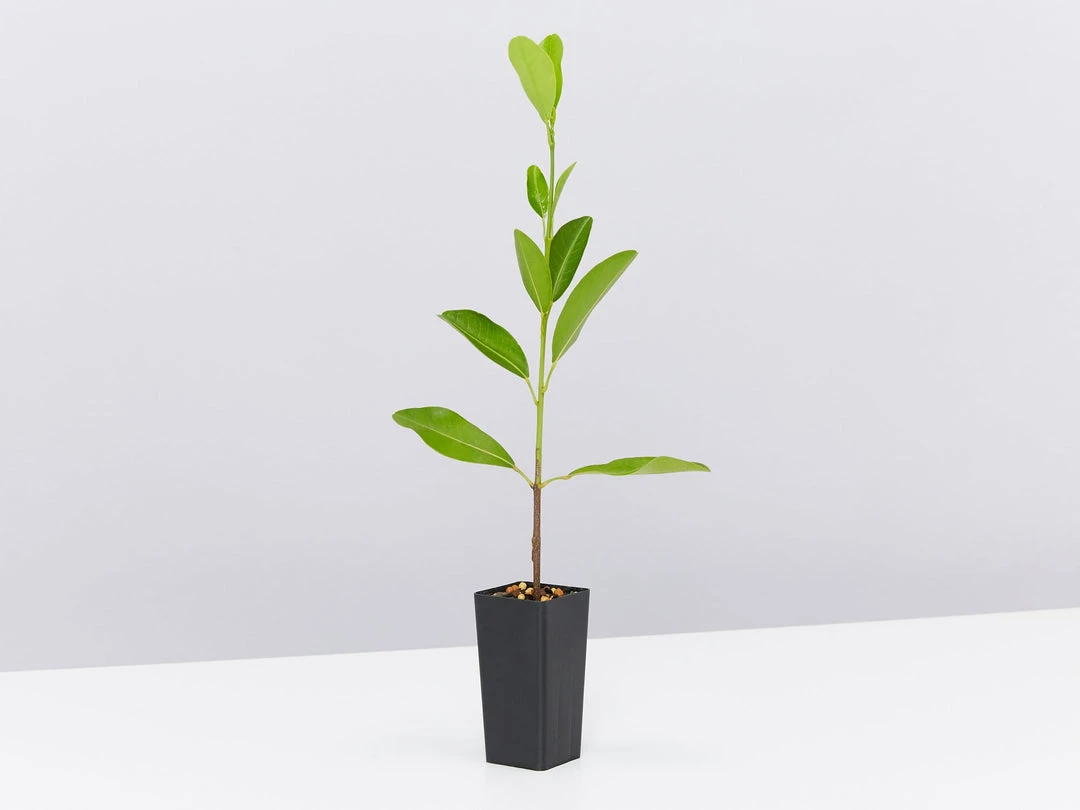 Shrubs Acronychia Imperforata 5 Shrubs Acronychia Imperforata