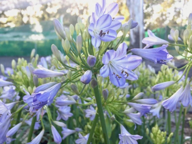 Shrubs Agapanthus Orientalis Bella Border Plant Pack Border Plants 4 Shrubs Agapanthus Orientalis Bella Border Plant Pack Border Plants