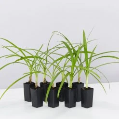 Shrubs Agapanthus Orientalis Black Magic Border Plants