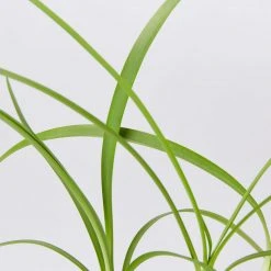 Shrubs Agapanthus Orientalis Black Magic Border Plants 9 Shrubs Agapanthus Orientalis Black Magic Border Plants