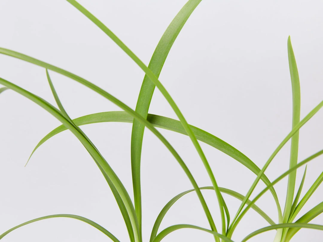 Shrubs Agapanthus Orientalis Black Magic Border Plants 5 Shrubs Agapanthus Orientalis Black Magic Border Plants