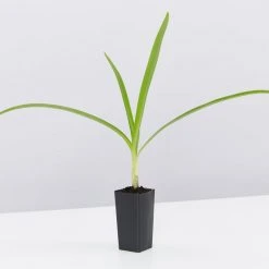 Shrubs Agapanthus Orientalis Black Magic Border Plants 10 Shrubs Agapanthus Orientalis Black Magic Border Plants