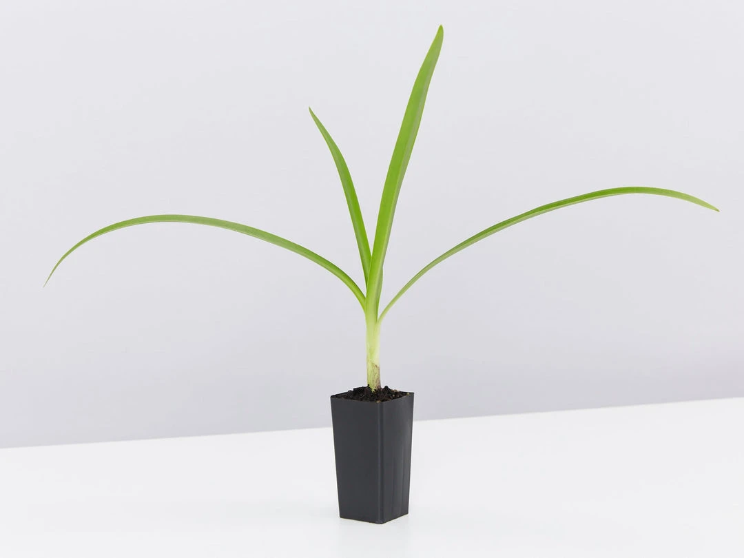 Shrubs Agapanthus Orientalis Black Magic Border Plants 6 Shrubs Agapanthus Orientalis Black Magic Border Plants