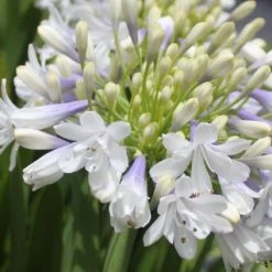 Shrubs Agapanthus Orientalis Maxsie