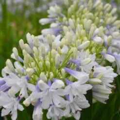 Shrubs Agapanthus Orientalis Maxsie