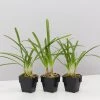 Shrubs Agapanthus Orientalis Bella - Taller Size 85mm 2 Shrubs Agapanthus Orientalis Bella - Taller Size 85mm