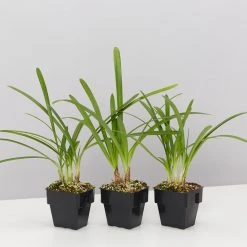 Shrubs Agapanthus Orientalis Bella - Taller Size 85mm