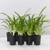 Shrubs Agapanthus Orientalis River Garden White Plant Pack