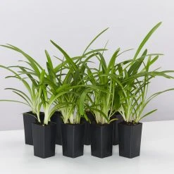 Shrubs Agapanthus Orientalis River Garden White Plant Pack