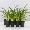 Shrubs Agapanthus Blitzza™️ Plant Pack Border Plants 1 Shrubs Agapanthus Blitzza™️ Plant Pack Border Plants