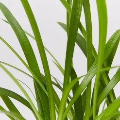 Shrubs Agapanthus Orientalis Maxsie