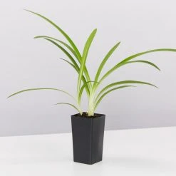 Shrubs Agapanthus Orientalis River Garden White Plant Pack