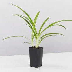 Shrubs Climbing Plants She's All That - The Flowering Pack 17 Shrubs Climbing Plants She's All That - The Flowering Pack