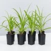 Shrubs Agapanthus Orientalis Bella Border Plant Pack Border Plants
