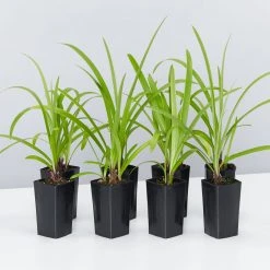 Shrubs Agapanthus Orientalis Bella Border Plant Pack Border Plants