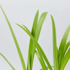 Shrubs Agapanthus Africanus Purple Cloud