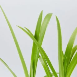 Shrubs Agapanthus Orientalis Bella Border Plant Pack Border Plants 9 Shrubs Agapanthus Orientalis Bella Border Plant Pack Border Plants