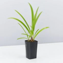 Plants In A Box Agapanthus Double Blue Boy Hedging Plants