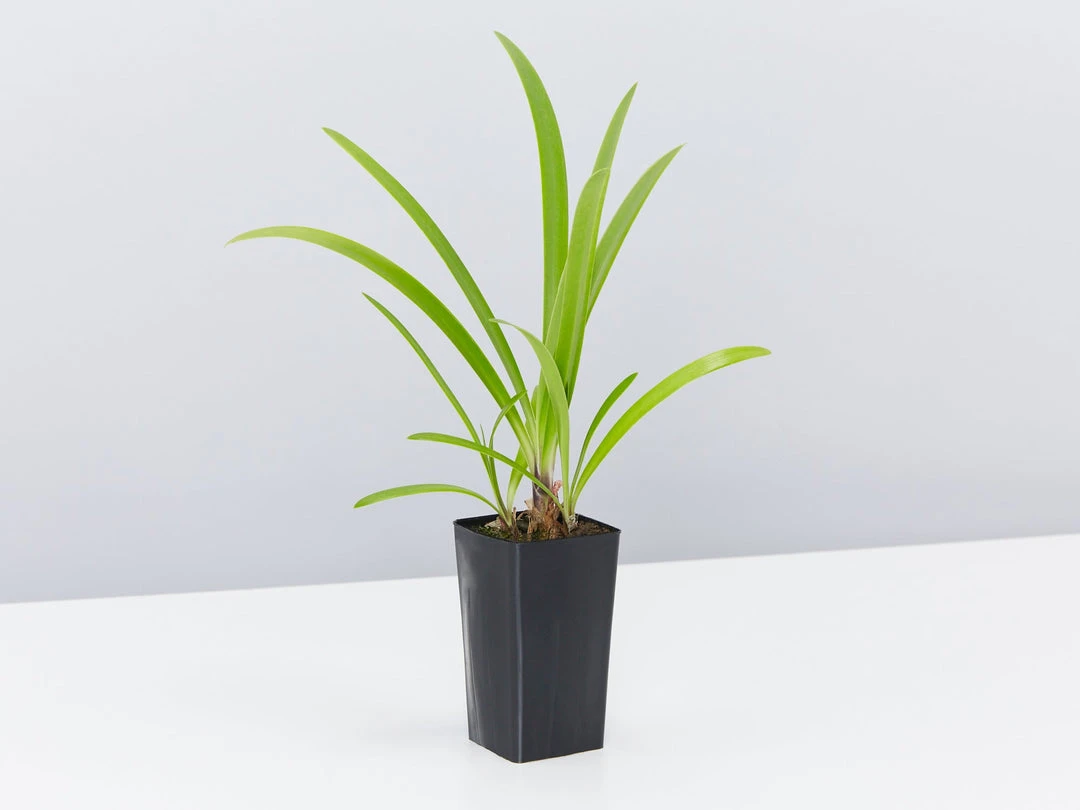 Shrubs Agapanthus Orientalis Bella Border Plant Pack Border Plants 6 Shrubs Agapanthus Orientalis Bella Border Plant Pack Border Plants