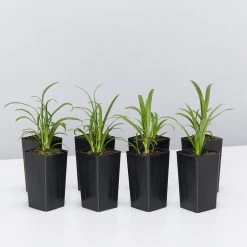 Shrubs Agapanthus Queen Anne