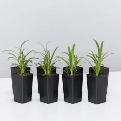 Plants In A Box Agapanthus Double Blue Boy Hedging Plants