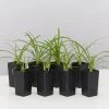 Plants In A Box Agapanthus Orientalis Silver Baby