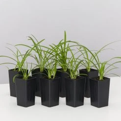 Plants In A Box Agapanthus Orientalis Silver Baby