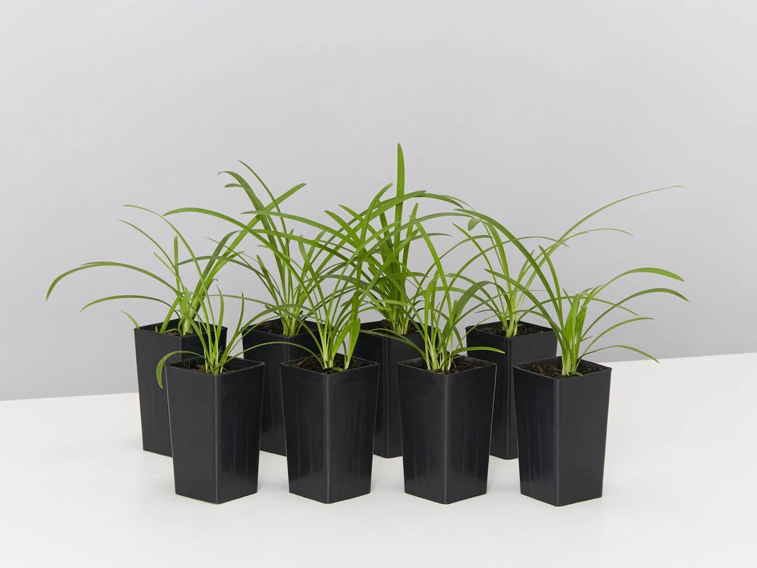 Plants In A Box Agapanthus Orientalis Silver Baby 3 Plants In A Box Agapanthus Orientalis Silver Baby