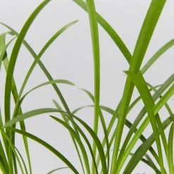 Plants In A Box Agapanthus Orientalis Silver Baby 10 Plants In A Box Agapanthus Orientalis Silver Baby