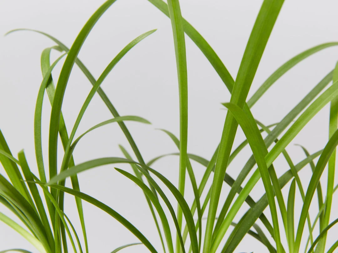 Plants In A Box Agapanthus Orientalis Silver Baby 6 Plants In A Box Agapanthus Orientalis Silver Baby