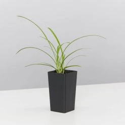 Plants In A Box Agapanthus Orientalis Silver Baby 9 Plants In A Box Agapanthus Orientalis Silver Baby