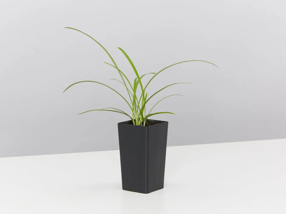 Plants In A Box Agapanthus Orientalis Silver Baby 5 Plants In A Box Agapanthus Orientalis Silver Baby