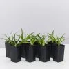 Shrubs Border Plants Agapanthus Africanus Snowball Plant Pack