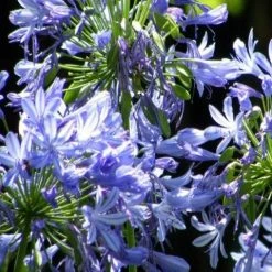 Shrubs Agapanthus Queen Anne