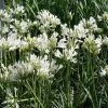 Shrubs Border Plants Agapanthus Praecox Snowflake