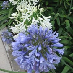 Shrubs Agapanthus Orientalis Blue