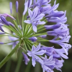 Shrubs Agapanthus Orientalis Blue
