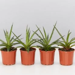 Succulents Agave Filifera X Isthmensis Full Sun