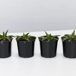 Succulents Agave Victoriae-Reginae Full Sun