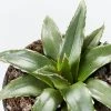 Succulents Agave Victoriae-Reginae Full Sun
