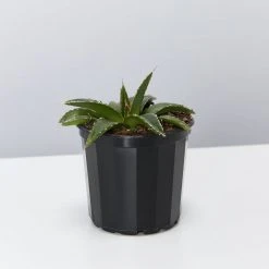 Succulents Agave Victoriae-Reginae Full Sun