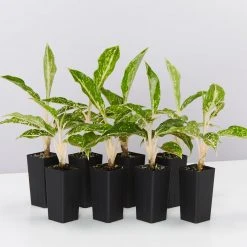 Indoor Garden Border Plants Aglaonema Night Sparkle