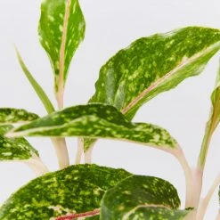 Indoor Garden Border Plants Aglaonema Night Sparkle