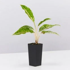 Indoor Garden Border Plants Aglaonema Night Sparkle